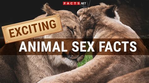 animal analsex